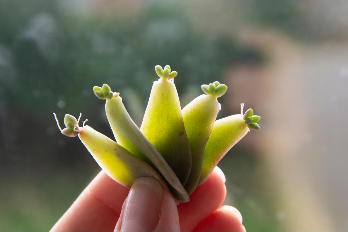 Cómo reproducir suculentas