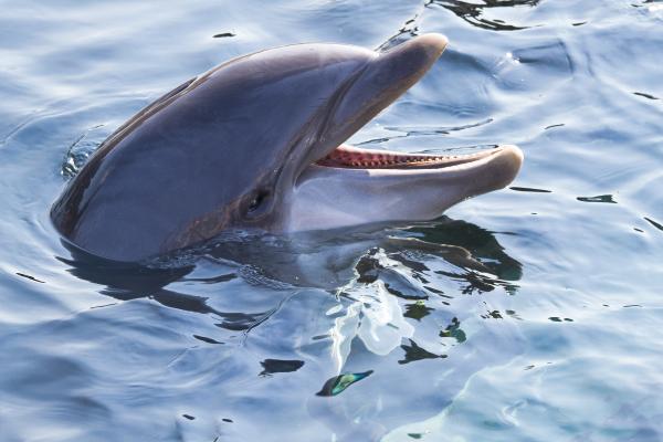 Animales endotermos: qué son y ejemplos - Delfín mular (Tursiops truncatus)