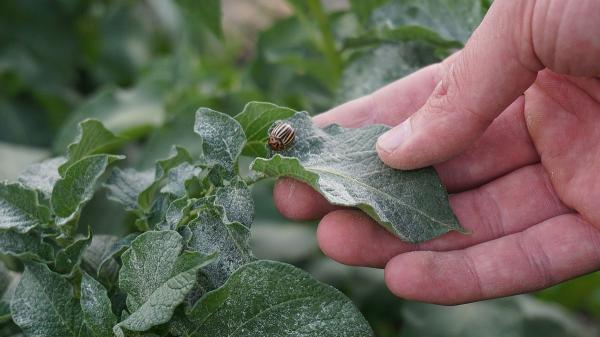 Sembrar un diente de ajo en la tierra de las macetas: el sencillo truco para mantener tus plantas fuertes - El ajo se convierte en un aliado natural para proteger las plantas de algunas plagas