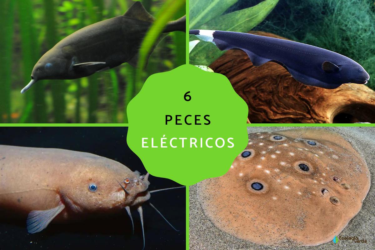 Peces eléctricos: ejemplos y características