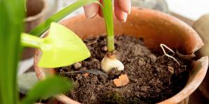Sembrar un diente de ajo en la tierra de las macetas: el sencillo truco para mantener tus plantas fuertes
