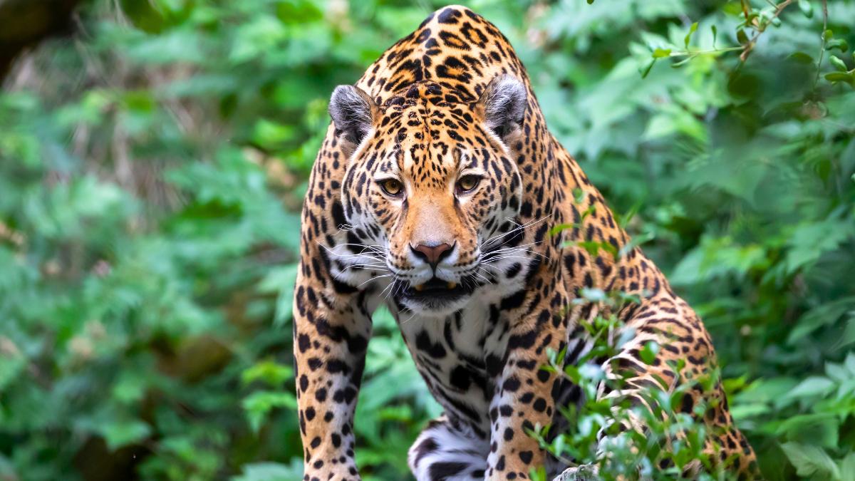Comenzó en 2007 y ya ha devuelto a la naturaleza a siete especies: el enorme proyecto que recupera la fauna de 758.000 hectáreas en Argentina