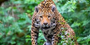 Comenzó en 2007 y ya ha devuelto a la naturaleza a siete especies: el enorme proyecto que recupera la fauna de 758.000 hectáreas en Argentina