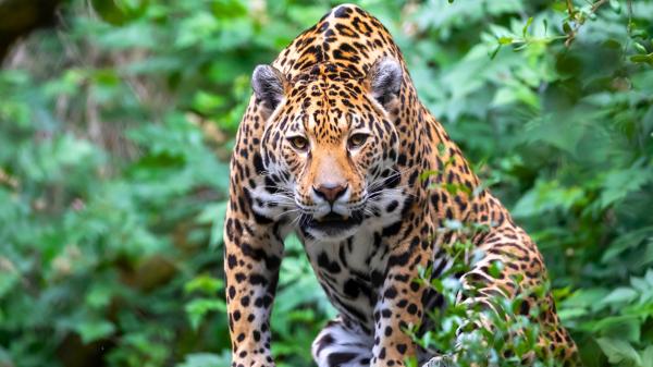 Comenzó en 2007 y ya ha devuelto a la naturaleza a siete especies: el enorme proyecto que recupera la fauna de 758.000 hectáreas en Argentina