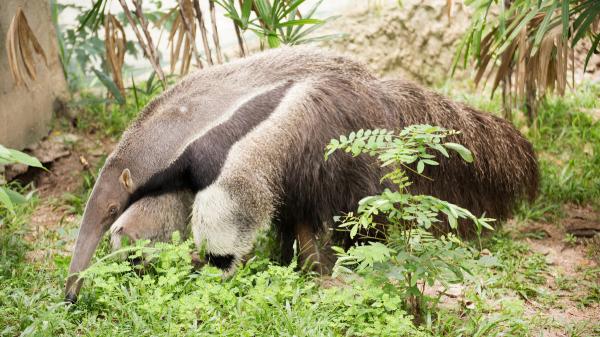Comenzó en 2007 y ya ha devuelto a la naturaleza a siete especies: el enorme proyecto que recupera la fauna de 758.000 hectáreas en Argentina - El proyecto comenzó con una pareja de osos hormigueros