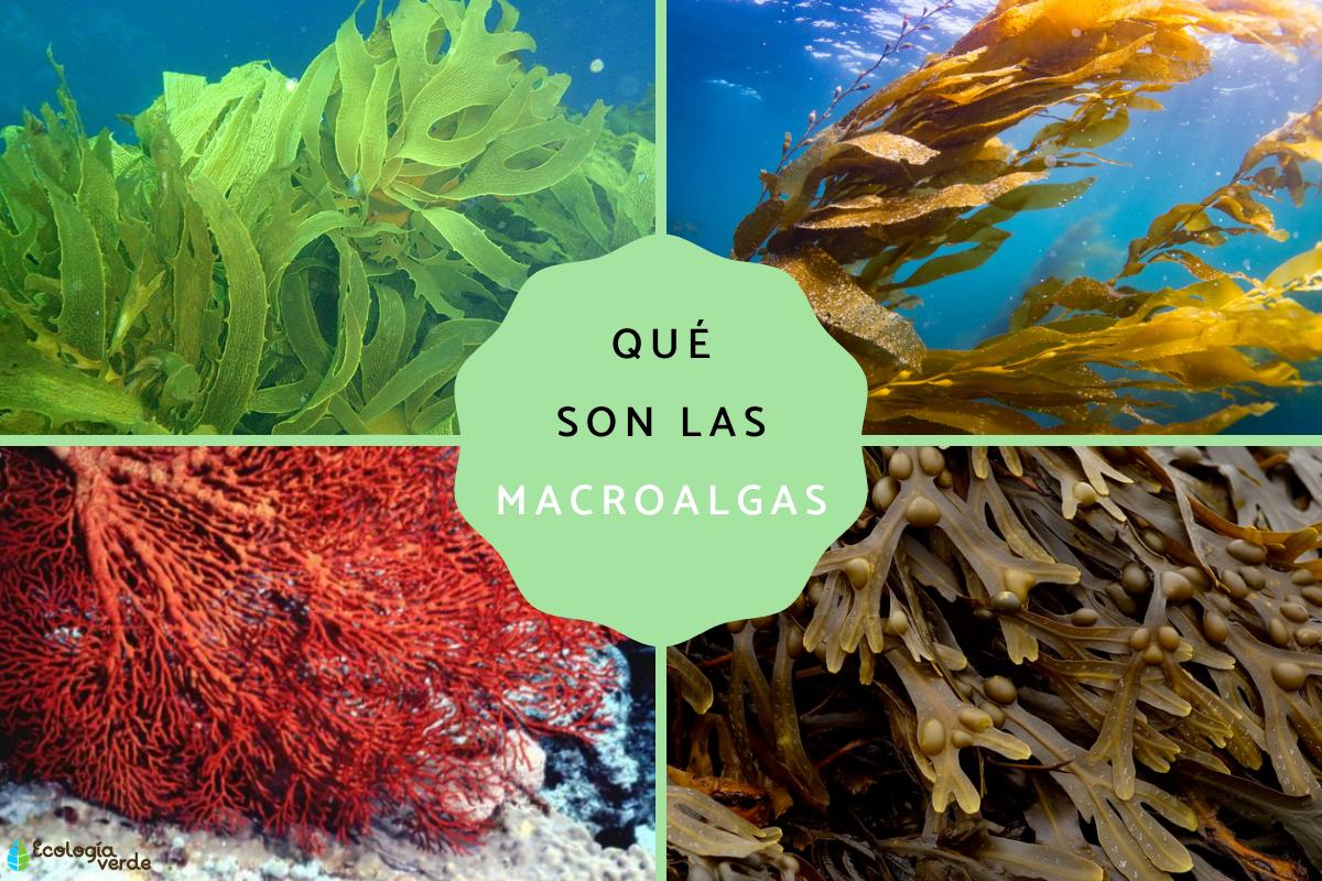 Macroalgas: qué son, tipos y ejemplos
