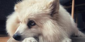 Salud renal en perros: cómo la alimentación puede hacer la diferencia