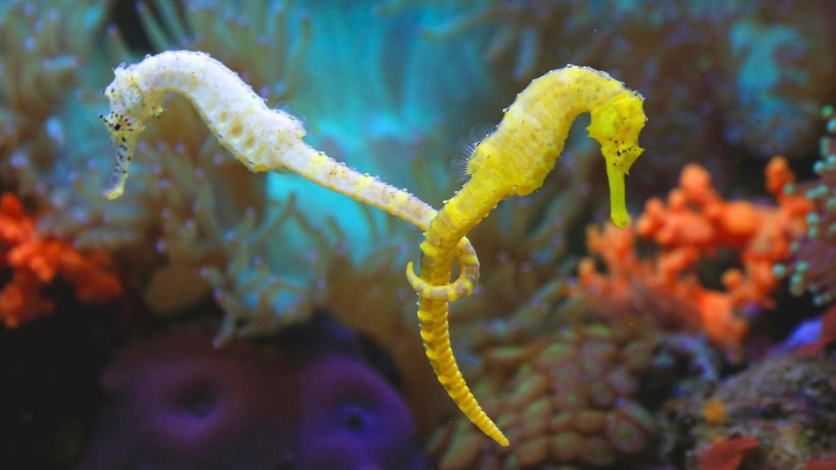 El Mediterráneo ha perdido hasta un 30 % de sus caballitos de mar y ahora liberan más de 1.500 ejemplares en áreas protegidas