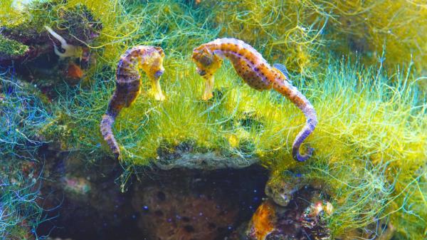 El Mediterráneo ha perdido hasta un 30 % de sus caballitos de mar y ahora liberan más de 1.500 ejemplares en áreas protegidas - El proyecto de Baleares que ya ha liberado a más de 1.500 caballitos de mar