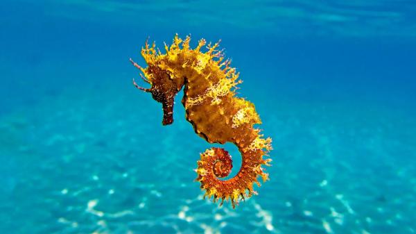 El Mediterráneo ha perdido hasta un 30 % de sus caballitos de mar y ahora liberan más de 1.500 ejemplares en áreas protegidas - Las poblaciones de caballitos de mar del Mediterráneo cayeron hasta un 30 %