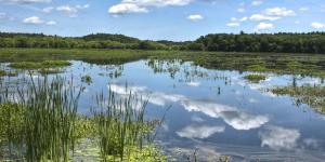 Ciénaga: qué es, características, tipos, flora y fauna