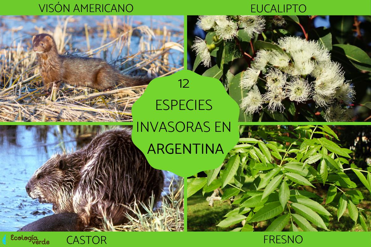 Especies invasoras en Argentina