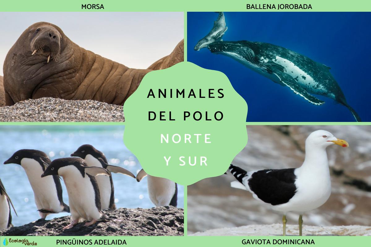 Qué animales viven en el Polo Norte y Sur
