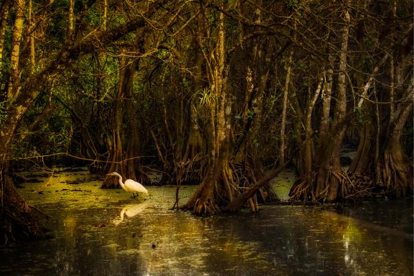 Ciénaga: qué es, características, tipos, flora y fauna - Qué es una ciénaga