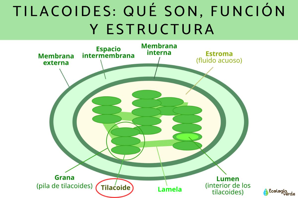 Tilacoides: qué son, función y estructura