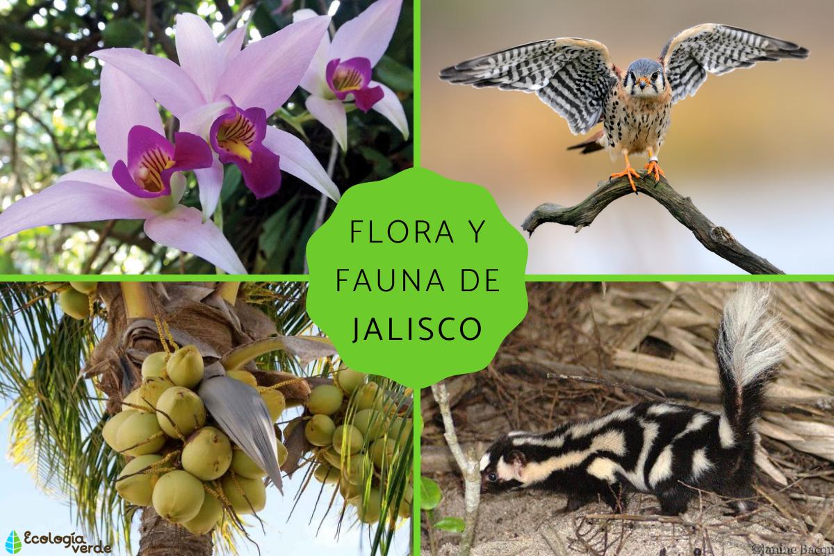 Flora y fauna de Jalisco