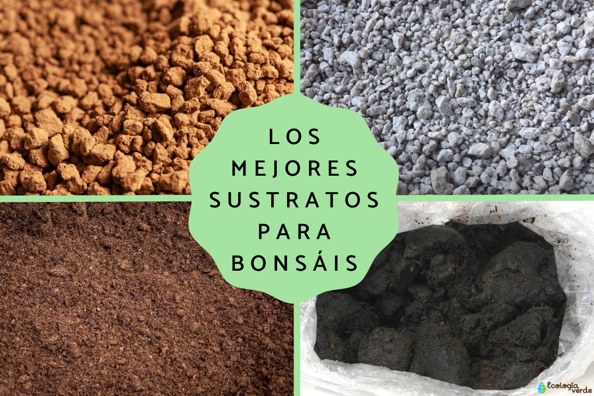 Los mejores sustratos para bonsáis