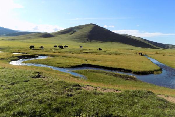 Estepa euroasiática: qué es, características, flora y fauna - ¿Cuál es la importancia ecológica de la estepa euroasiática? 