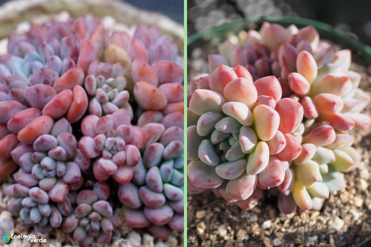 Tipos De Echeveria Gu A Completa