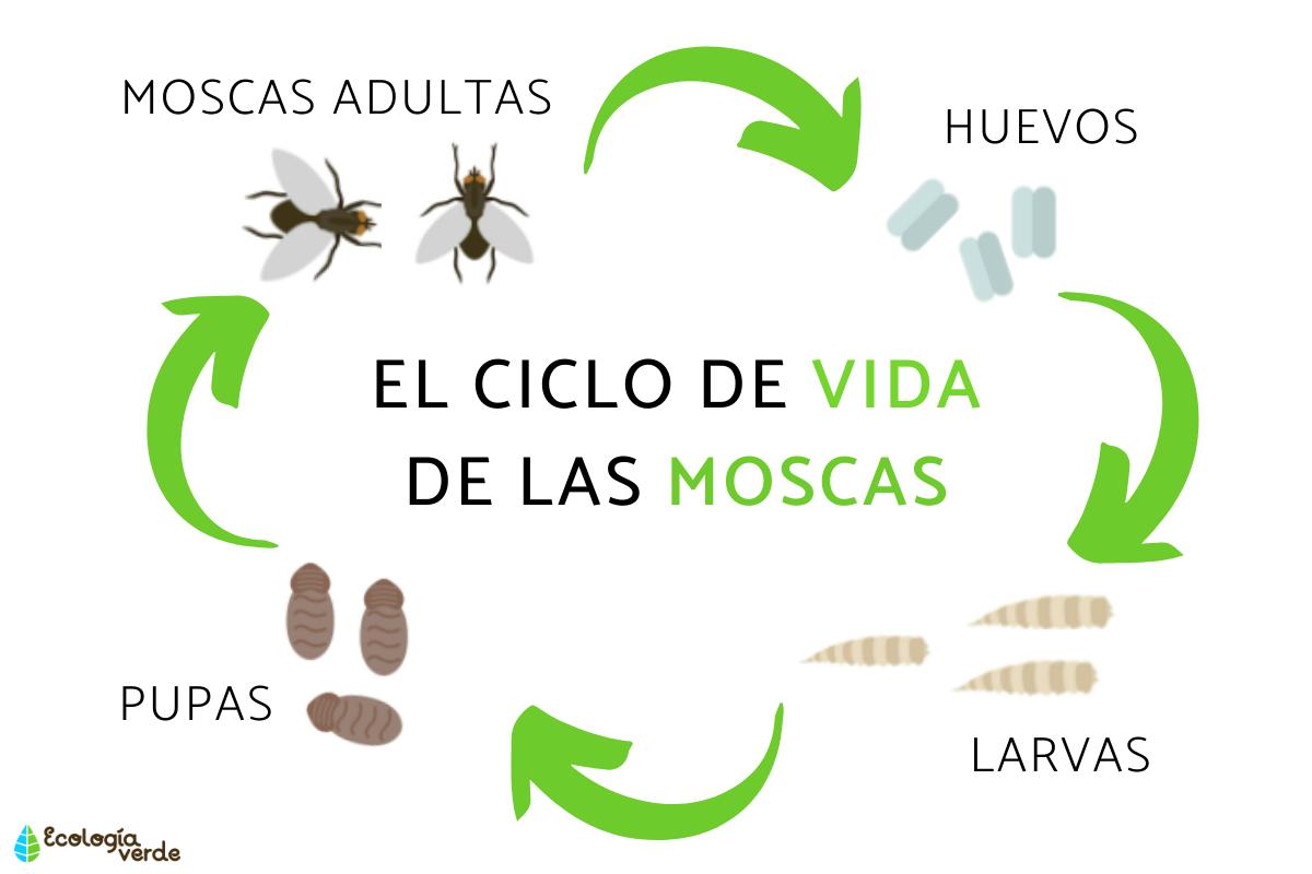 El ciclo de vida de las moscas