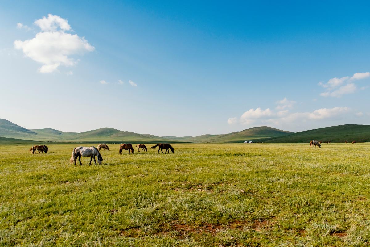Estepa euroasiática: qué es, características, flora y fauna