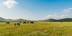 Estepa euroasiática: qué es, características, flora y fauna
