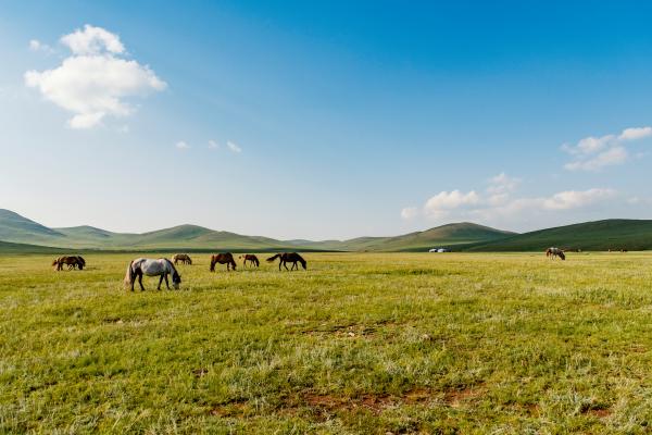 Estepa euroasiática: qué es, características, flora y fauna