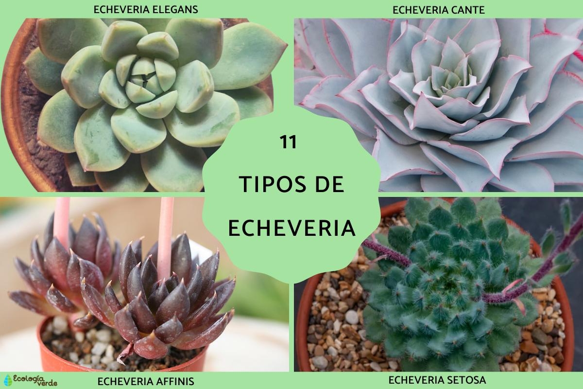 Tipos de Echeveria