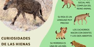 Curiosidades de las hienas