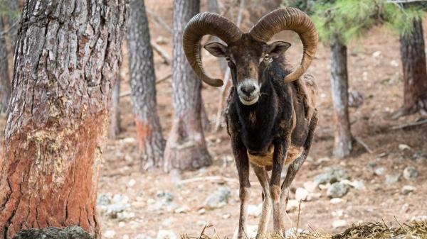 Parece inofensivo, pero está destruyendo un ecosistema único en España - De especie cinegética a invasora