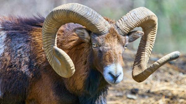 Parece inofensivo, pero está destruyendo un ecosistema único en España - ¿Existen alternativas a la caza?