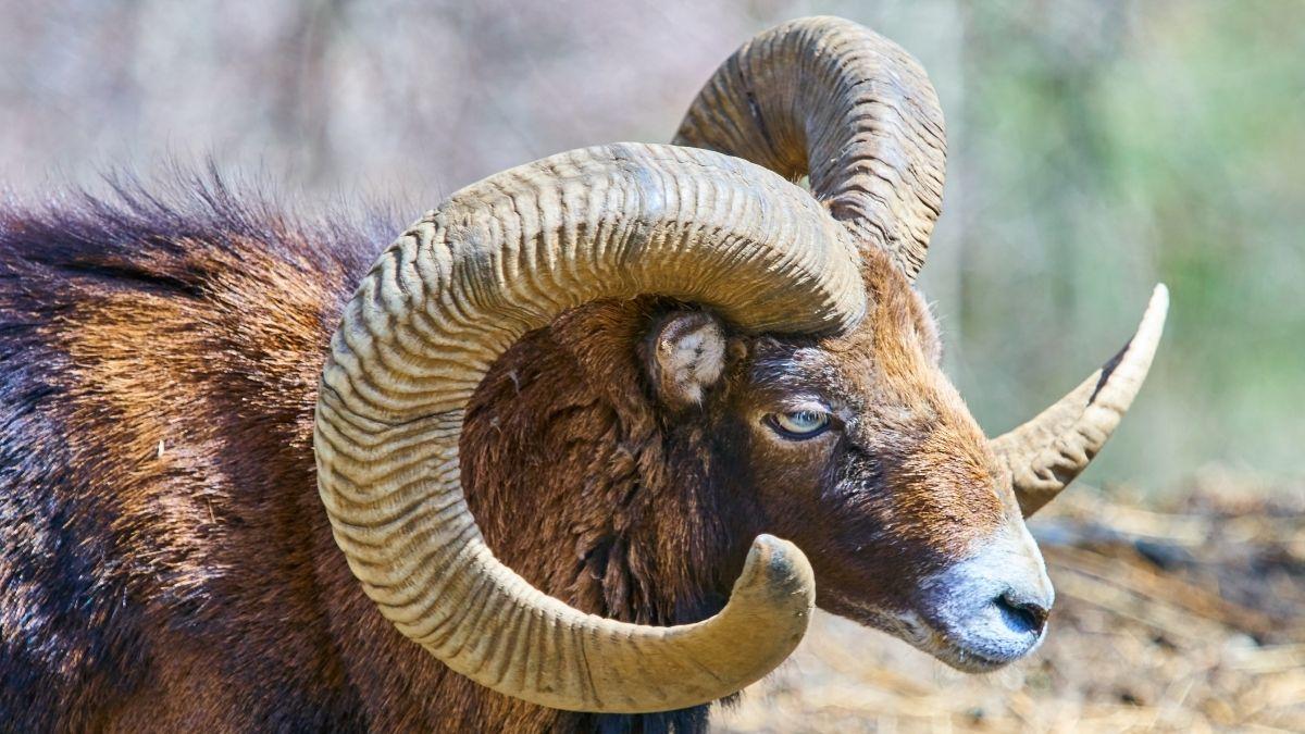 Parece inofensivo, pero está destruyendo un ecosistema único en España