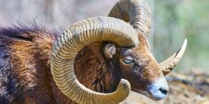 Parece inofensivo, pero está destruyendo un ecosistema único en España