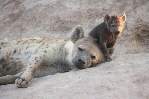 Curiosidades de las hienas - Sus cachorros nacen con dientes y los ojos abiertos