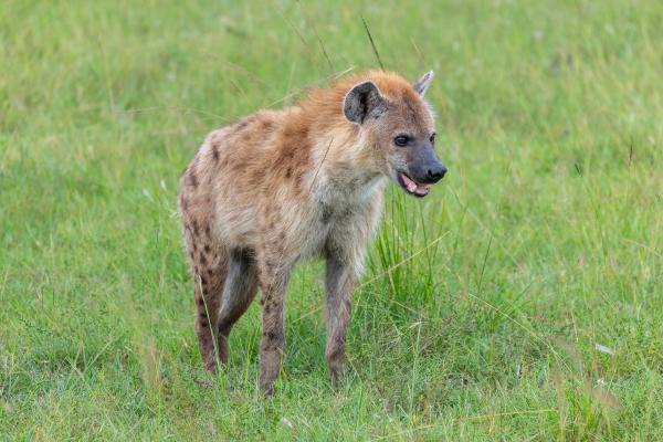 Curiosidades de las hienas - Sus "risas" pueden escucharse a más de 5 kilómetros