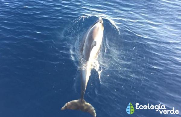 Biodiversidad marina en España