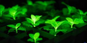 Científicos chinos crean plantas que brillan en la oscuridad y podrían iluminar ciudades sin gastar electricidad