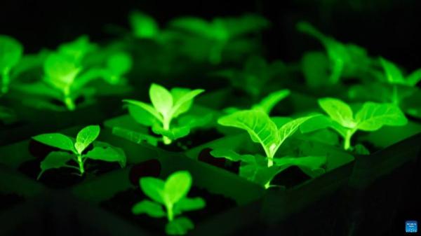 Científicos chinos crean plantas que brillan en la oscuridad y podrían iluminar ciudades sin gastar electricidad