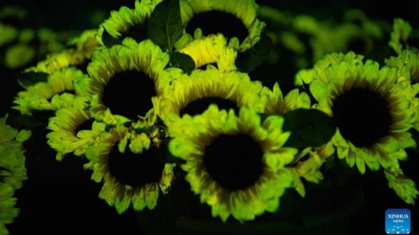 Científicos chinos crean plantas que brillan en la oscuridad y podrían iluminar ciudades sin gastar electricidad - De parques a ciudades: los primeros usos reales de las plantas que brillan en la oscuridad