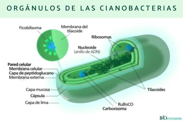 Cianobacterias: qué son, características, tipos y ejemplos - Orgánulos de las cianobacterias