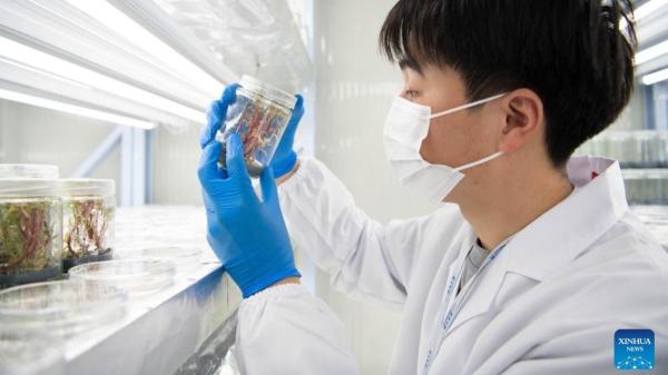 Científicos chinos crean plantas que brillan en la oscuridad y podrían iluminar ciudades sin gastar electricidad - Plantas que brillan: así funciona esta tecnología