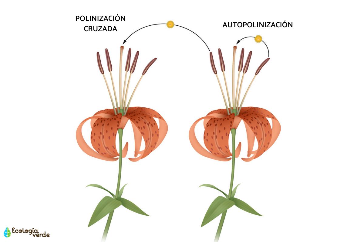 Qué es la autopolinización