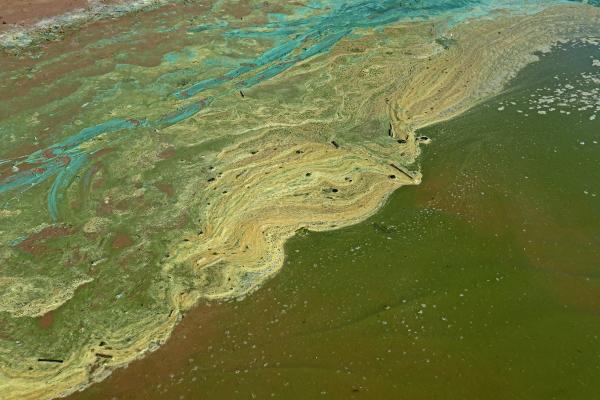 Cianobacterias: qué son, características, tipos y ejemplos - ¿Son peligrosas las cianobacterias?