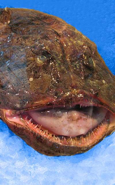 Pez Rape - Comportamiento del pez rape