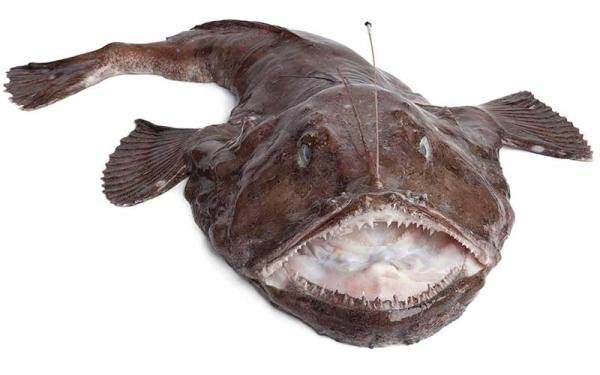 Pez Rape - Descripción del pez rape