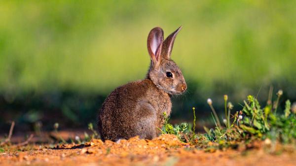 La paradoja ecológica del lince ibérico: allí donde se reintroduce aumentan los conejos y la ciencia ya sabe por qué - La cascada trófica que cambia todo el ecosistema