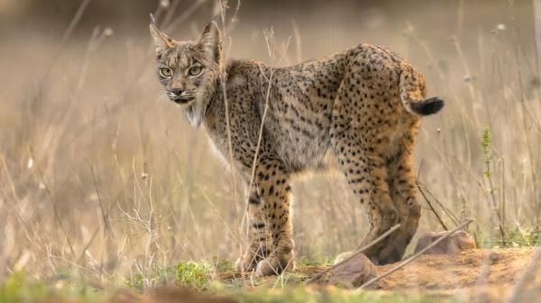 La paradoja ecológica del lince ibérico: allí donde se reintroduce aumentan los conejos y la ciencia ya sabe por qué - La ciencia detrás de la paradoja