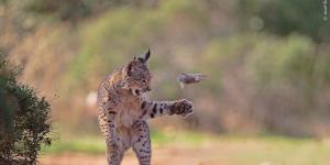 La paradoja ecológica del lince ibérico: allí donde se reintroduce aumentan los conejos y la ciencia ya sabe por qué