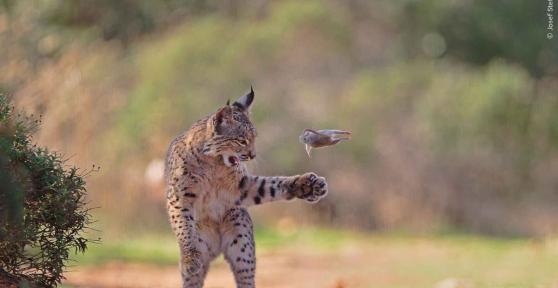 La paradoja ecológica del lince ibérico: allí donde se reintroduce aumentan los conejos y la ciencia ya sabe por qué