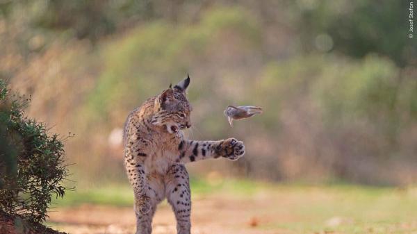 La paradoja ecológica del lince ibérico: allí donde se reintroduce aumentan los conejos y la ciencia ya sabe por qué